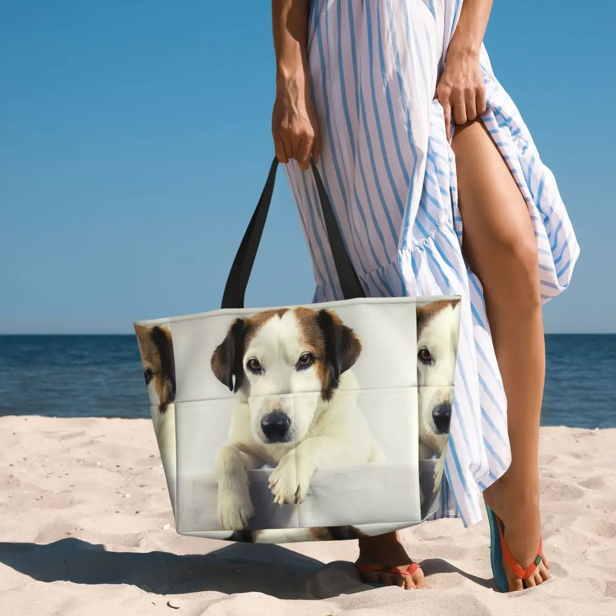 Dog Jack Russell Terrier Photo - Yoga Fitness Photos recension och pris